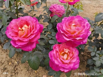 8大常見(jiàn)的花園設(shè)計(jì)風(fēng)格