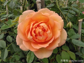 夏洛特夫人月季，花色美花期長打造爆花花墻