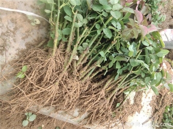 月季花水培扦插，解鎖花卉繁殖新技能