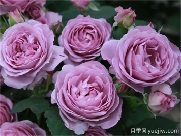 推薦8個豐花月季品種，抗病性強(qiáng)且花色美麗