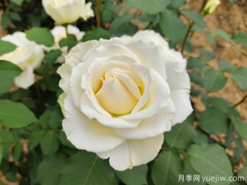 推薦10款白色系月季品種，每一款都經(jīng)典