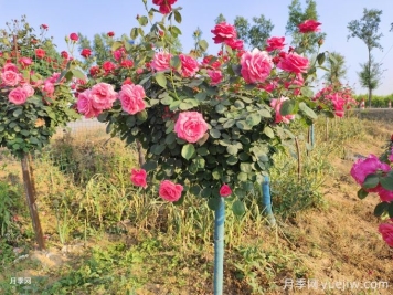 秋冬季如何給花木修剪？