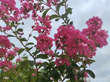 紫薇的栽培技術(shù)有哪些方面？