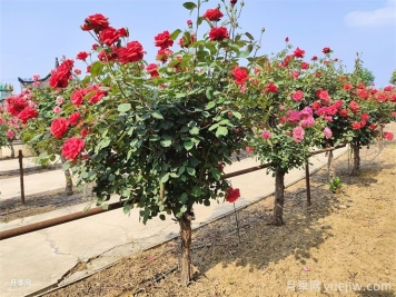 修復水生態(tài)系統(tǒng)、創(chuàng)造水邊和水中生物多樣性環(huán)境的12種方法
