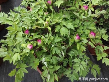 牡丹花花期施什么肥？