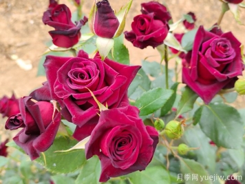 自己做澆花營養(yǎng)水，月季蹭蹭冒花苞