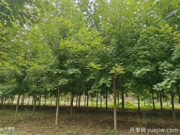 種植楓樹要注意的5個(gè)事項(xiàng)