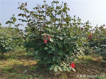 什么標(biāo)準(zhǔn)的花木原冠苗好？