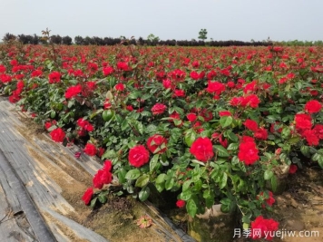 如何選擇適地適種且品質(zhì)優(yōu)良的草花種子？