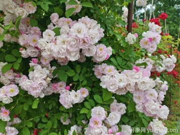 紫薇與薔薇有什么不同？