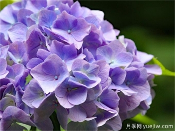 盤點(diǎn)7個超級好看的繡球花品種