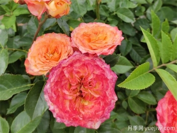 跳出月季坑，三個(gè)原因居然進(jìn)入花友黑名單