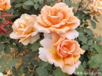月季喜歡什么土壤？十種土壤助力月季苗成長(zhǎng)