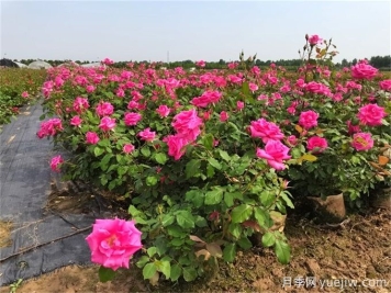 月季對(duì)空氣溫度濕度土壤的要求有哪些？