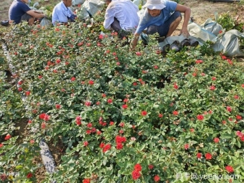 月季栽培用那種土好？土壤怎么配比改良？