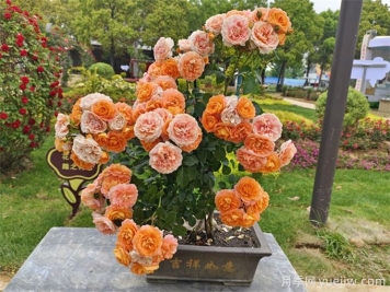 陽臺(tái)種植月季，要注意土壤和選盆問題