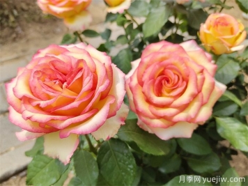 栽種月季花用什么土壤比較好？