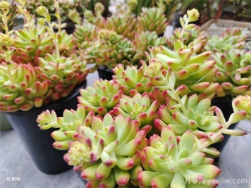 十種省心植物，不用勤澆水