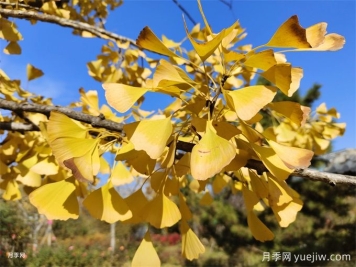 園林人必知，世界五大行道樹(shù)！