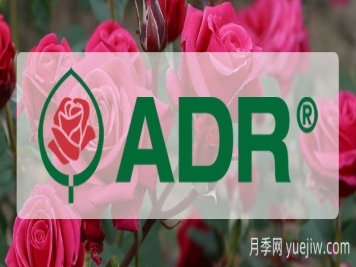 德國(guó)月季新品種綜合測(cè)試(ADR)