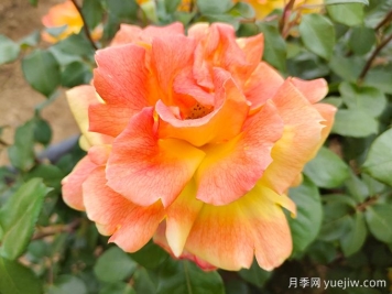 中國(guó)十大名花，誰(shuí)是你心中最美的花