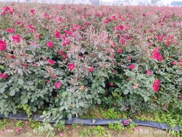 冬季月季花苞還能開放嗎？