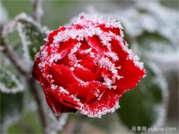 做好這些準(zhǔn)備，月季冬剪事半功倍