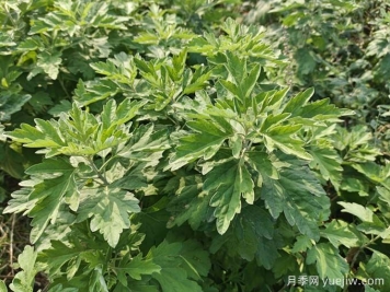 南陽臥龍區(qū)：月季和艾草，一花一草培育出百億大產(chǎn)業(yè)
