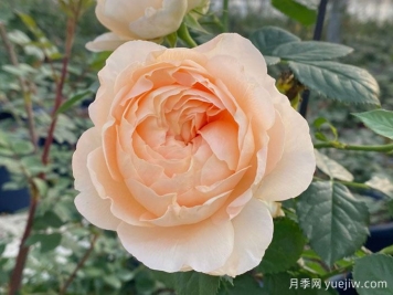 天狼月季200個(gè)自育新品種將在2005年2月亮相云南姚安發(fā)布會(huì)