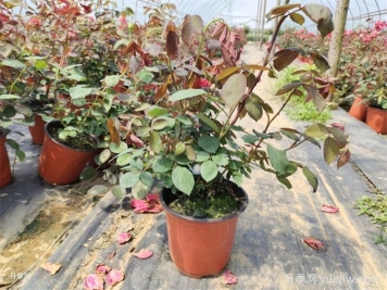 花盆越大越好？為什么地栽的植物長得好？