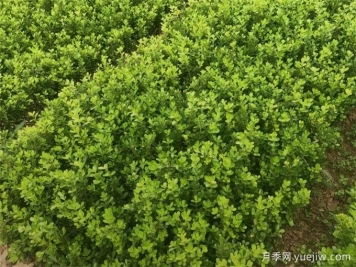 春天綠籬栽植養(yǎng)護(hù)辦法，大大減少死亡率