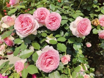 爬藤月季受寵，打造庭院浪漫花墻