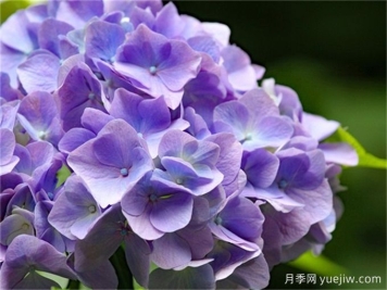 繡球花花語和寓意是什么？冬天怎么養(yǎng)好繡球