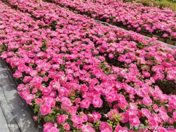 600種園林植物配置大全，分類特征匯集
