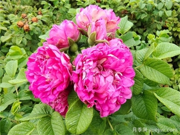 如何快速識別玫瑰、薔薇與月季