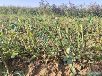 月季裸根苗種植時間？盆栽和地栽種植方法