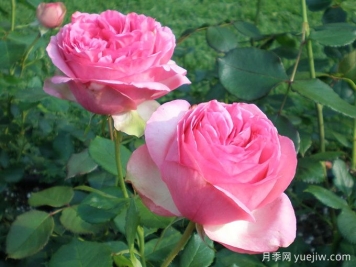 伊芙華爾茲夢月季/華爾茲之舞