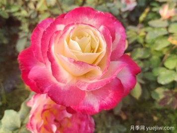 暢游南陽，認(rèn)識名品大花月季