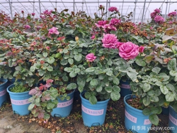如何選擇適合家里高度的綠植盆栽？