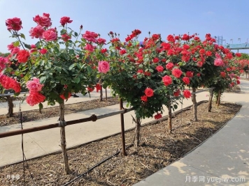 什么是綠化養(yǎng)護(hù)的精細(xì)化管理？