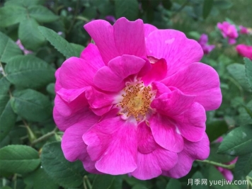 推薦高抗病的18款月季品種，必須收藏
