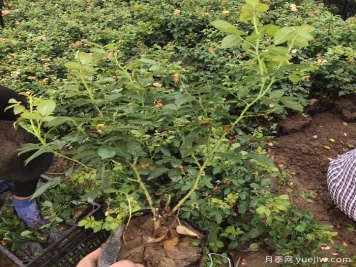 冬季植物怎樣養(yǎng)護？