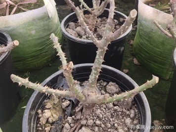 冬季花園植物如何過冬養(yǎng)護(hù)