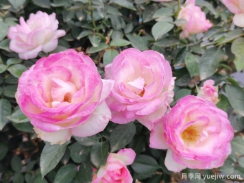薔薇、玫瑰與月季：你真的能分清它們嗎？