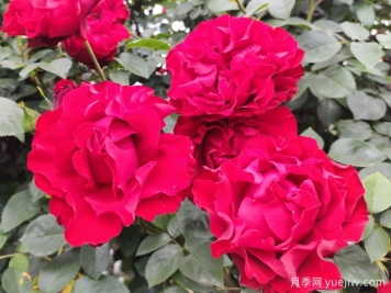 八首月季花詩詞分享，月季只應(yīng)天上物，四時榮謝色常同