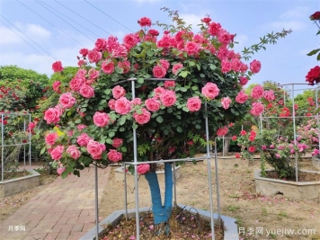 月季界的新寵，樹(shù)狀月季養(yǎng)護(hù)注意事項(xiàng)