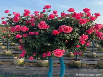 樹狀月季，春夏秋冬養(yǎng)護(hù)有辦法