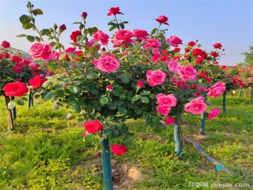 怎樣讓樹狀月季多開花？