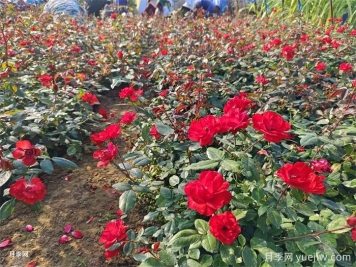 盆栽月季怎么養(yǎng)長得好？讓月季花快速爆盆的幾點