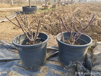 長(zhǎng)勢(shì)不良的盆栽月季，冬剪之后開花效果超好